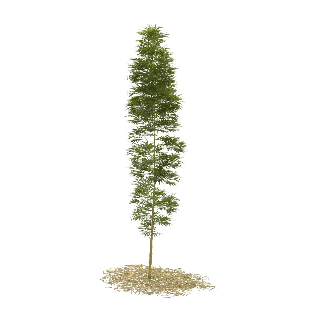 Bamboo Phyllostachys Aurea 3D Model – High Poly Plant Asset, FBX, OBJ - View 10