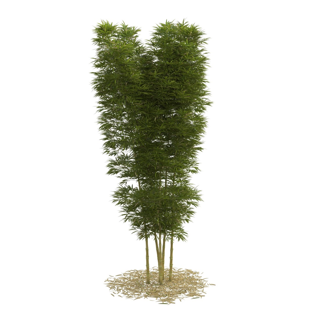 Bamboo Phyllostachys Aurea 3D Model – High Poly Plant Asset, FBX, OBJ - View 11