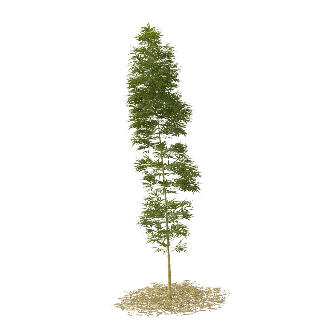 Bamboo Phyllostachys Aurea 3D Model – High Poly Plant Asset, FBX, OBJ - View 12