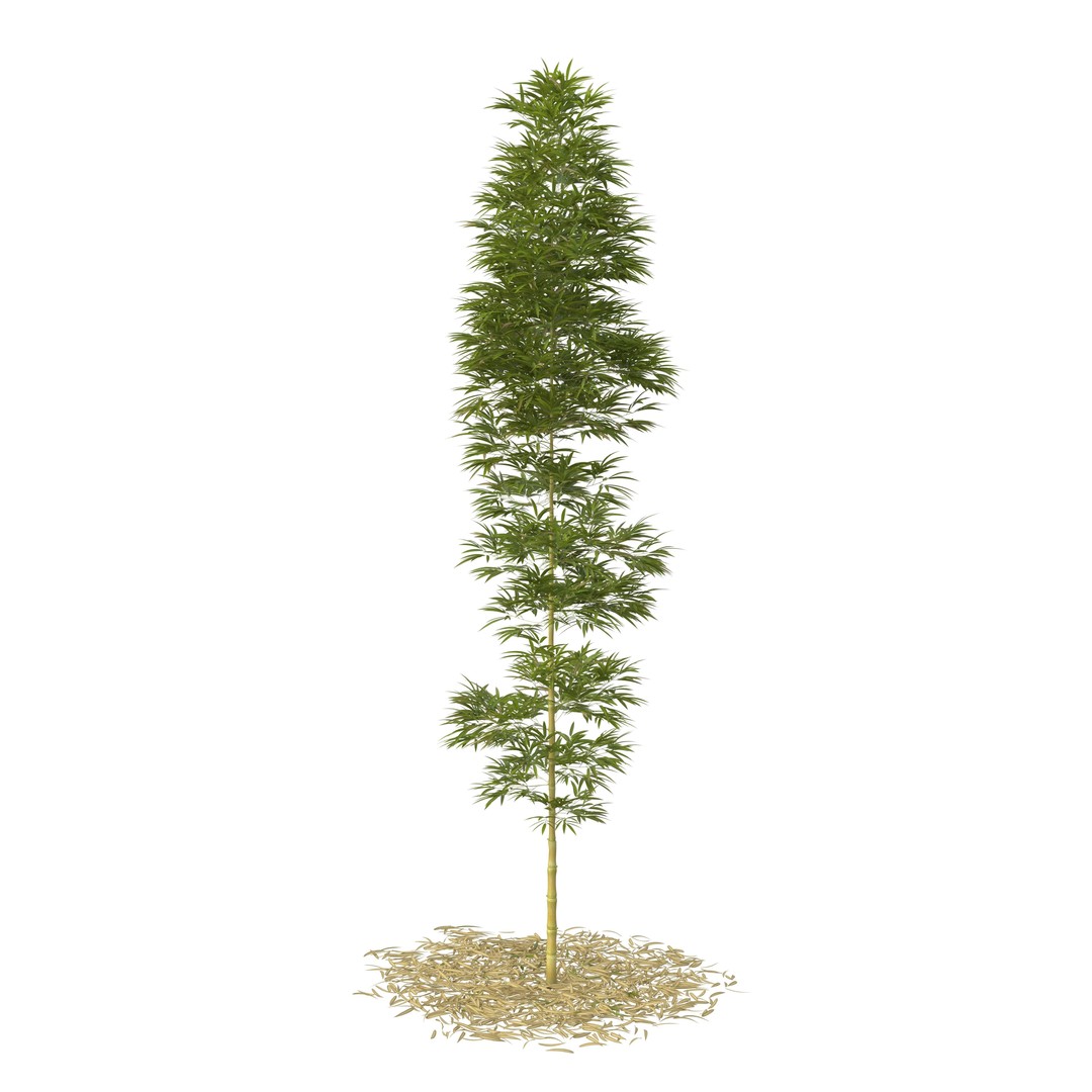 Bamboo Phyllostachys Aurea 3D Model – High Poly Plant Asset, FBX, OBJ - View 14