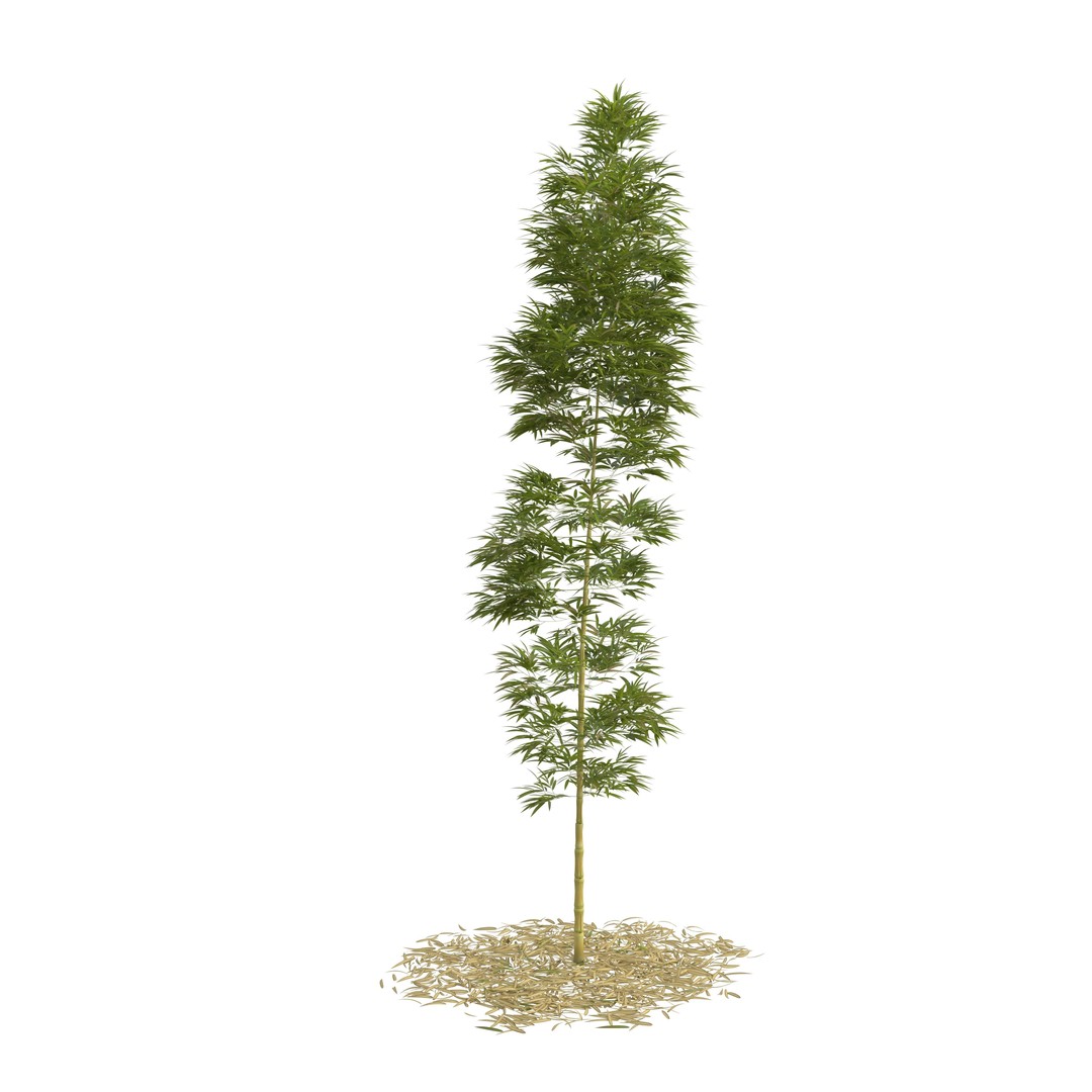 Bamboo Phyllostachys Aurea 3D Model – High Poly Plant Asset, FBX, OBJ - View 15