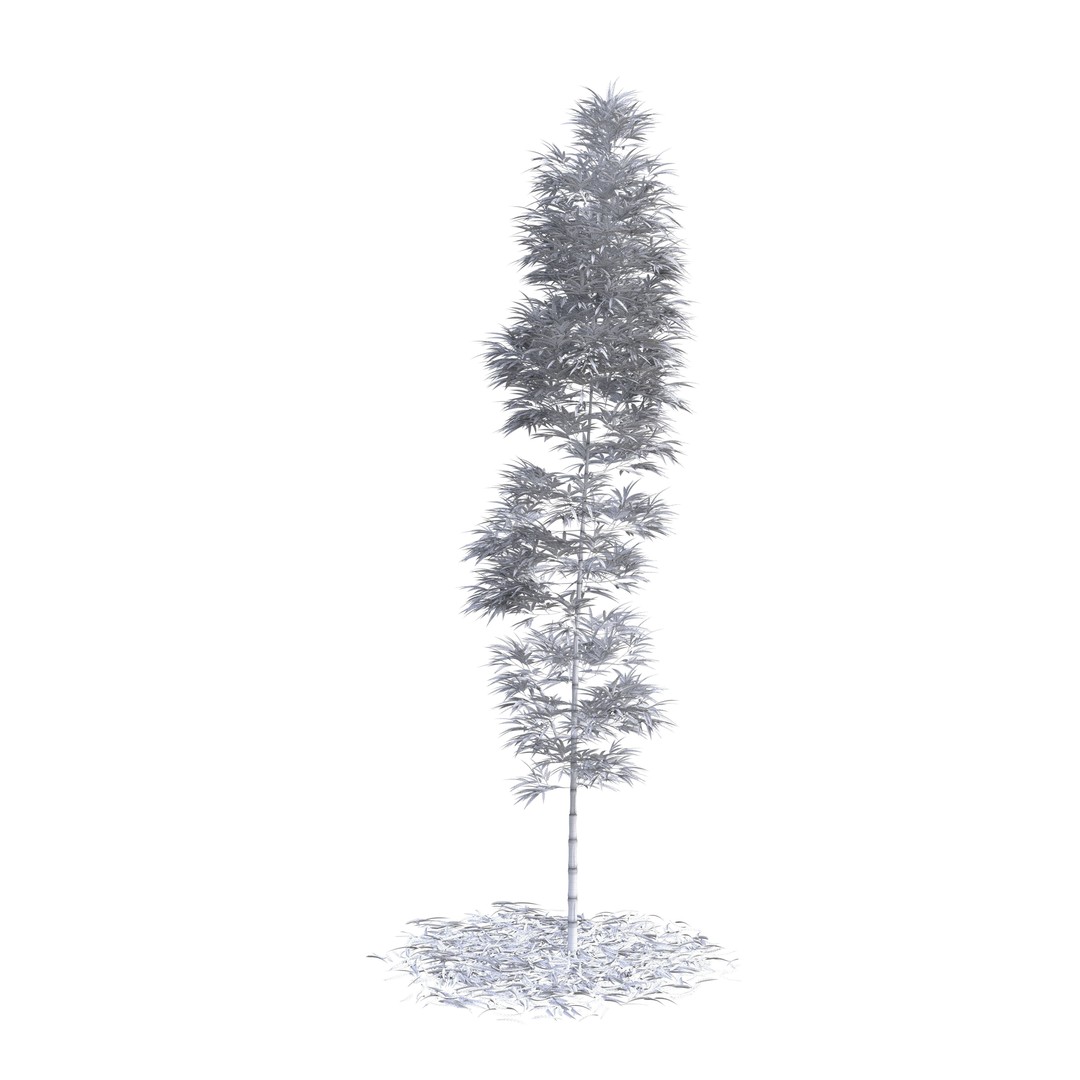 Bamboo Phyllostachys Aurea 3D Model – High Poly Plant Asset, FBX, OBJ - View 16