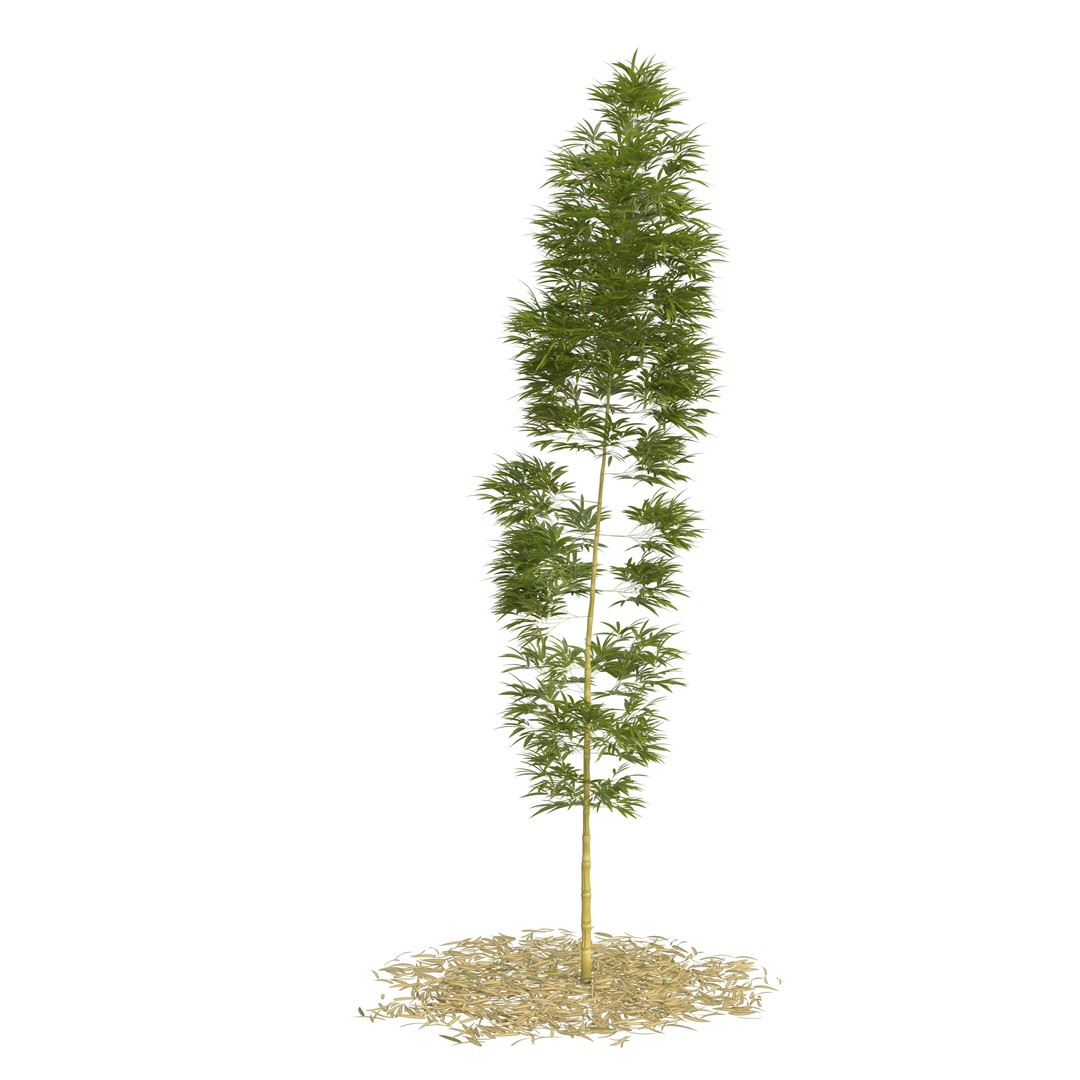 Bamboo Phyllostachys Aurea 3D Model – High Poly Plant Asset, FBX, OBJ - View 17