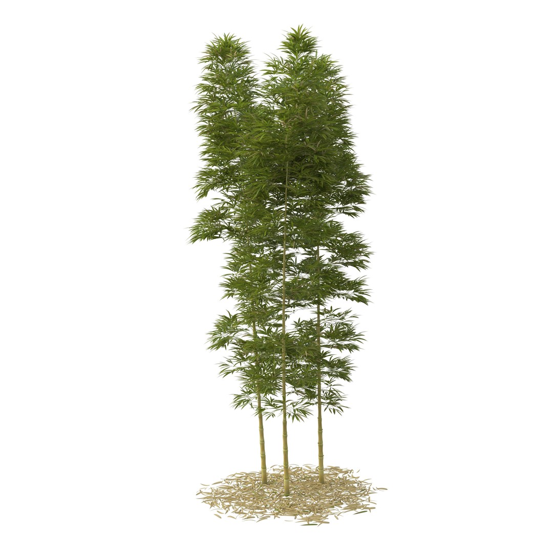 Bamboo Phyllostachys Aurea 3D Model – High Poly Plant Asset, FBX, OBJ - View 19