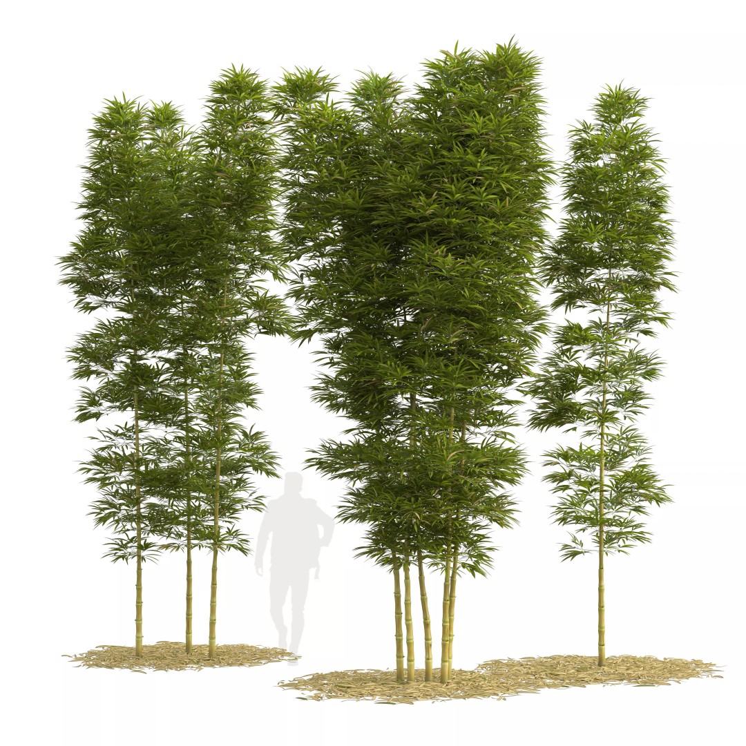 Bamboo Phyllostachys Aurea 3D Model – High Poly Plant Asset, FBX, OBJ - View 2