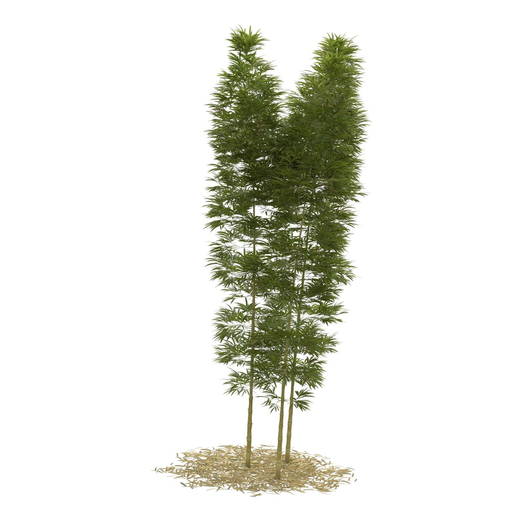 Bamboo Phyllostachys Aurea 3D Model – High Poly Plant Asset, FBX, OBJ - View 20