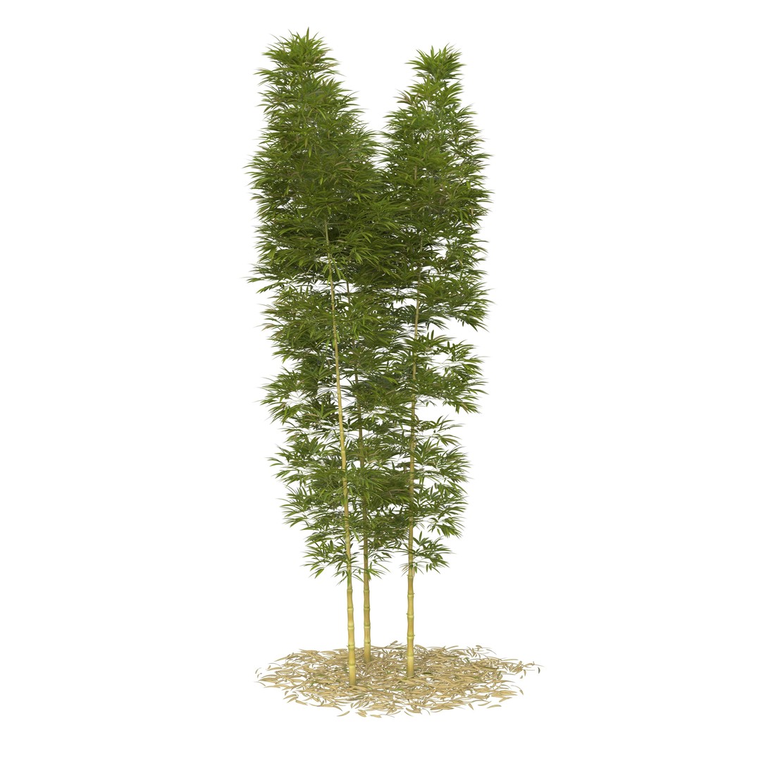 Bamboo Phyllostachys Aurea 3D Model – High Poly Plant Asset, FBX, OBJ - View 21