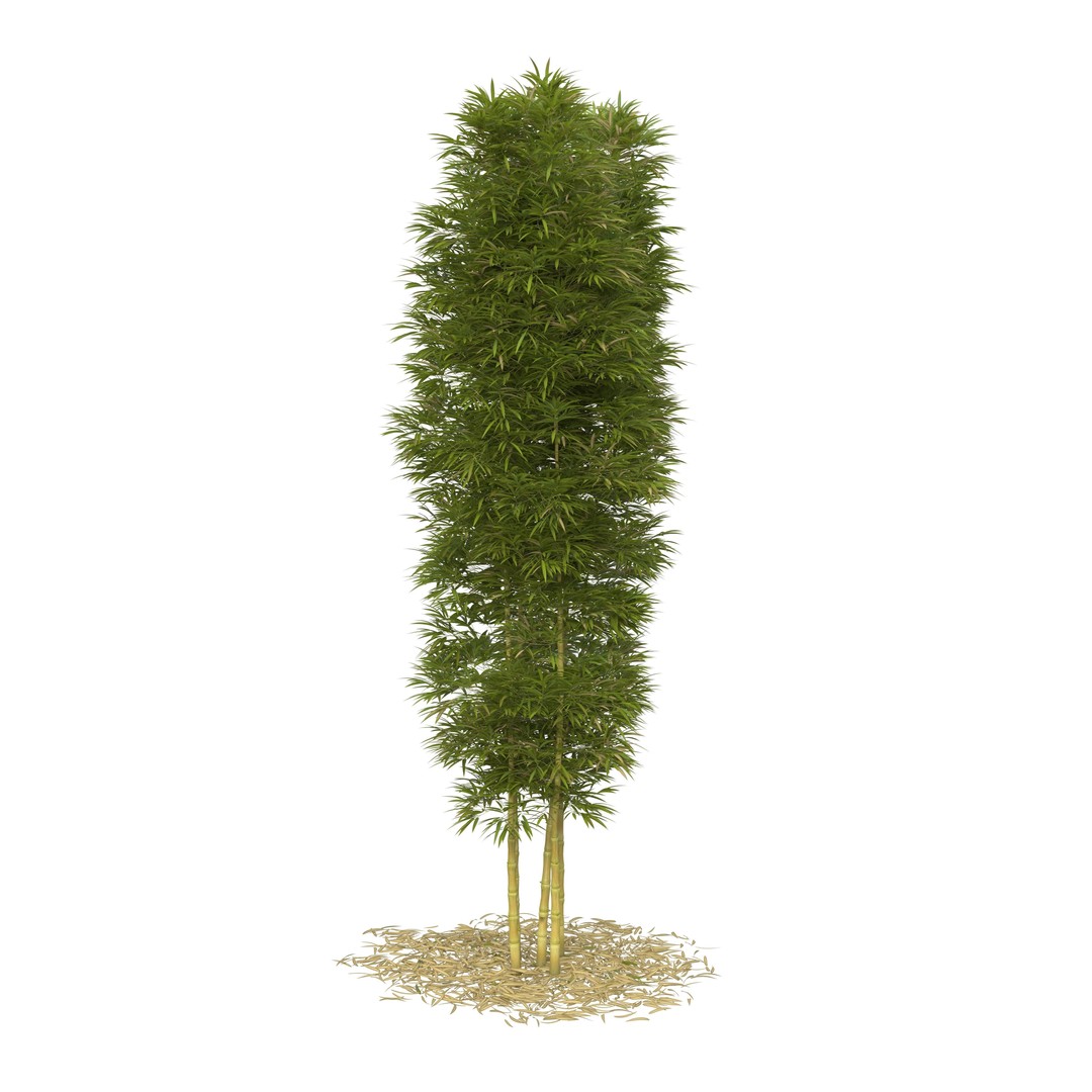 Bamboo Phyllostachys Aurea 3D Model – High Poly Plant Asset, FBX, OBJ - View 22