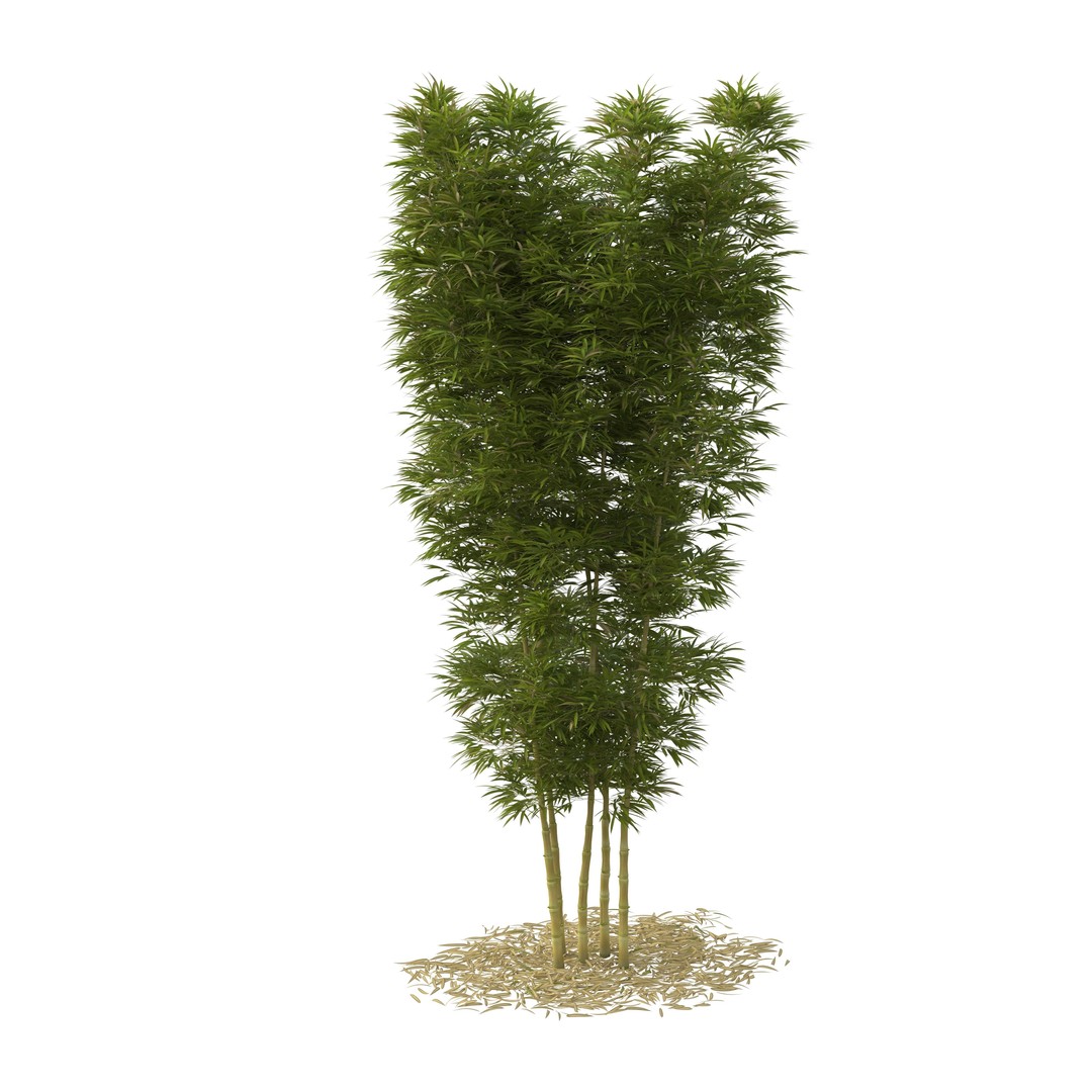 Bamboo Phyllostachys Aurea 3D Model – High Poly Plant Asset, FBX, OBJ - View 23
