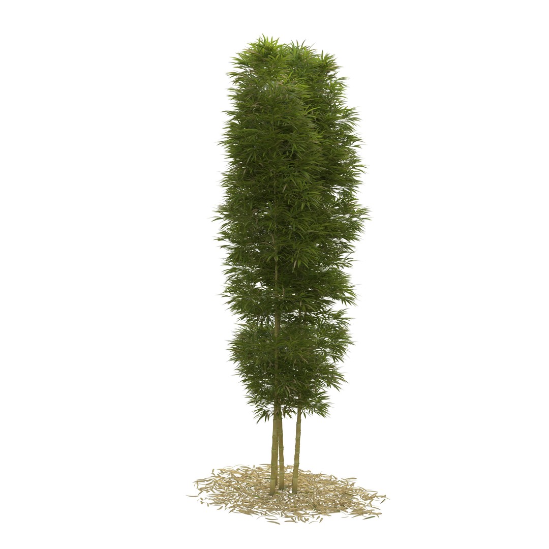 Bamboo Phyllostachys Aurea 3D Model – High Poly Plant Asset, FBX, OBJ - View 24