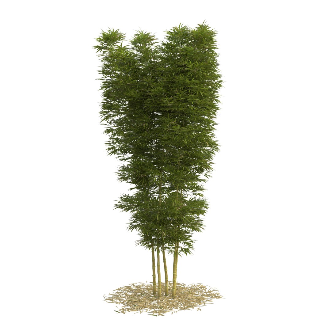 Bamboo Phyllostachys Aurea 3D Model – High Poly Plant Asset, FBX, OBJ - View 25