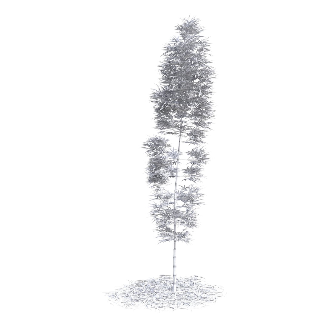 Bamboo Phyllostachys Aurea 3D Model – High Poly Plant Asset, FBX, OBJ - View 26