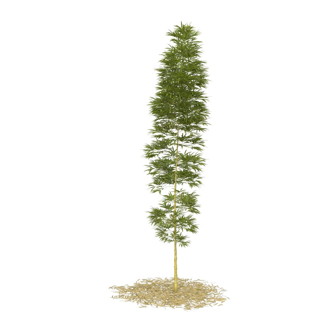 Bamboo Phyllostachys Aurea 3D Model – High Poly Plant Asset, FBX, OBJ - View 27