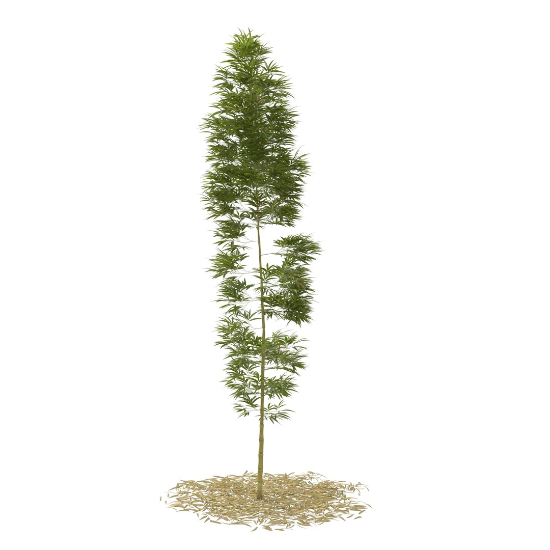 Bamboo Phyllostachys Aurea 3D Model – High Poly Plant Asset, FBX, OBJ - View 28