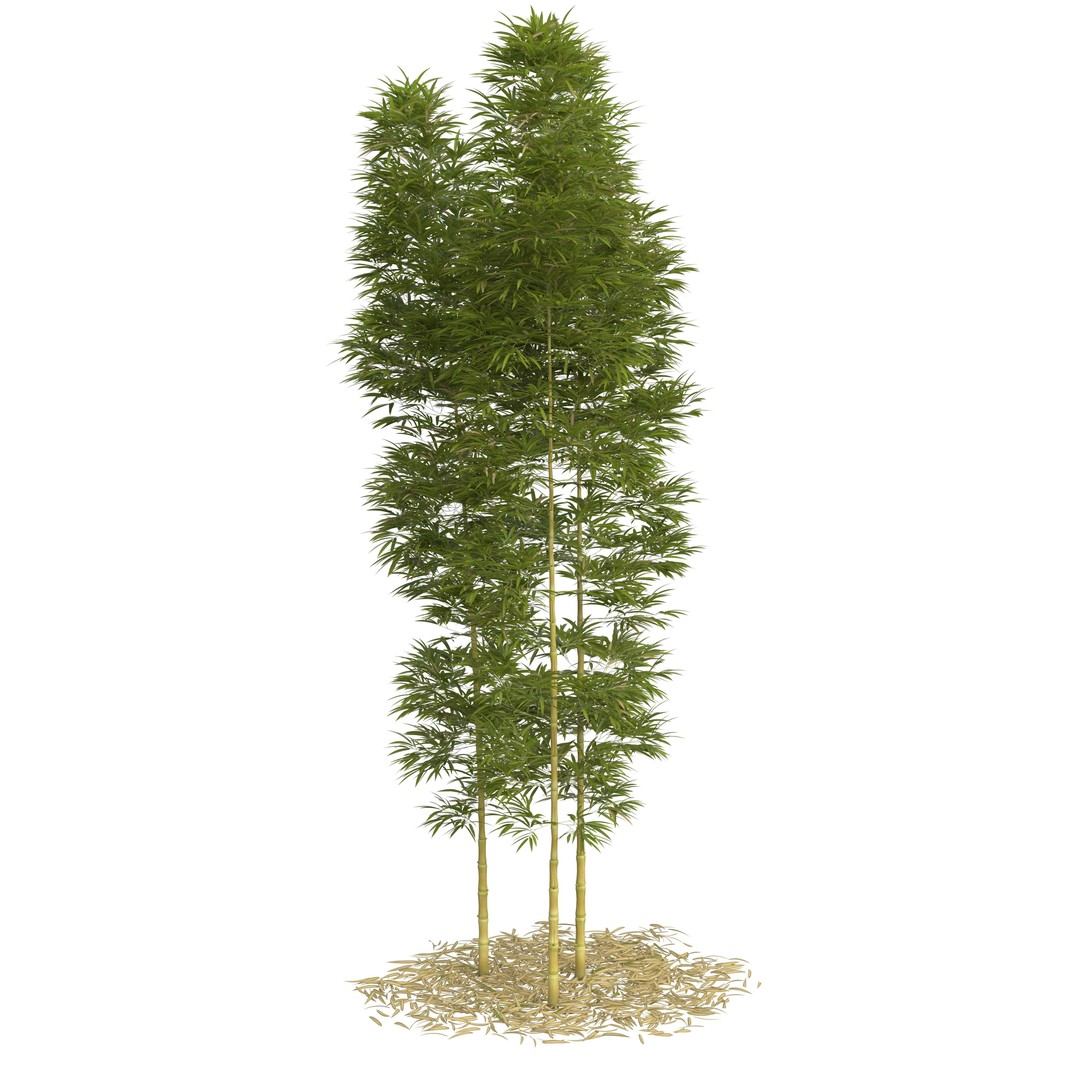 Bamboo Phyllostachys Aurea 3D Model – High Poly Plant Asset, FBX, OBJ - View 29