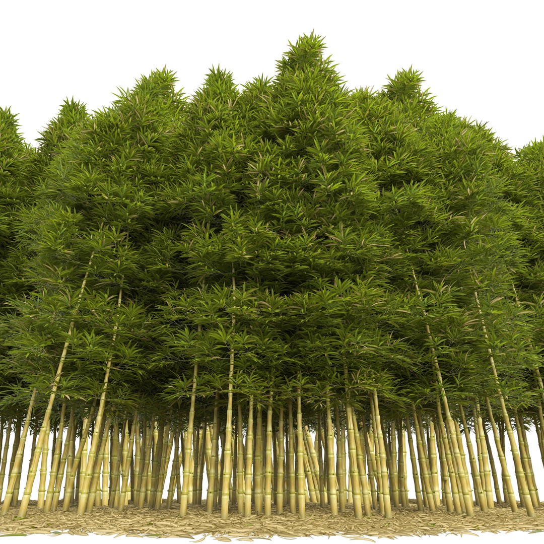 Bamboo Phyllostachys Aurea 3D Model – High Poly Plant Asset, FBX, OBJ - View 3
