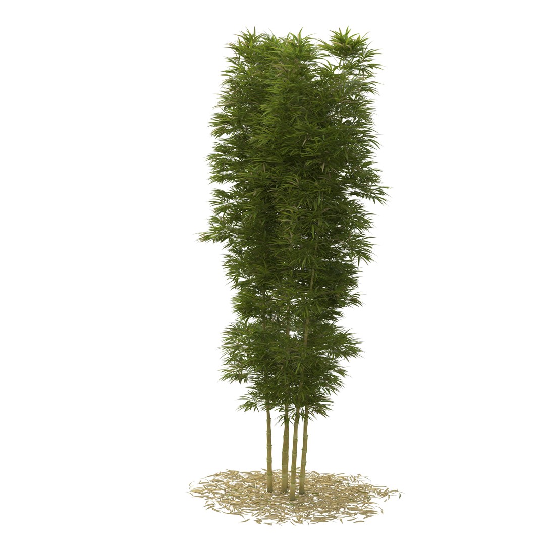 Bamboo Phyllostachys Aurea 3D Model – High Poly Plant Asset, FBX, OBJ - View 31