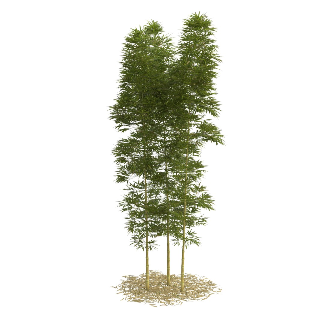 Bamboo Phyllostachys Aurea 3D Model – High Poly Plant Asset, FBX, OBJ - View 33