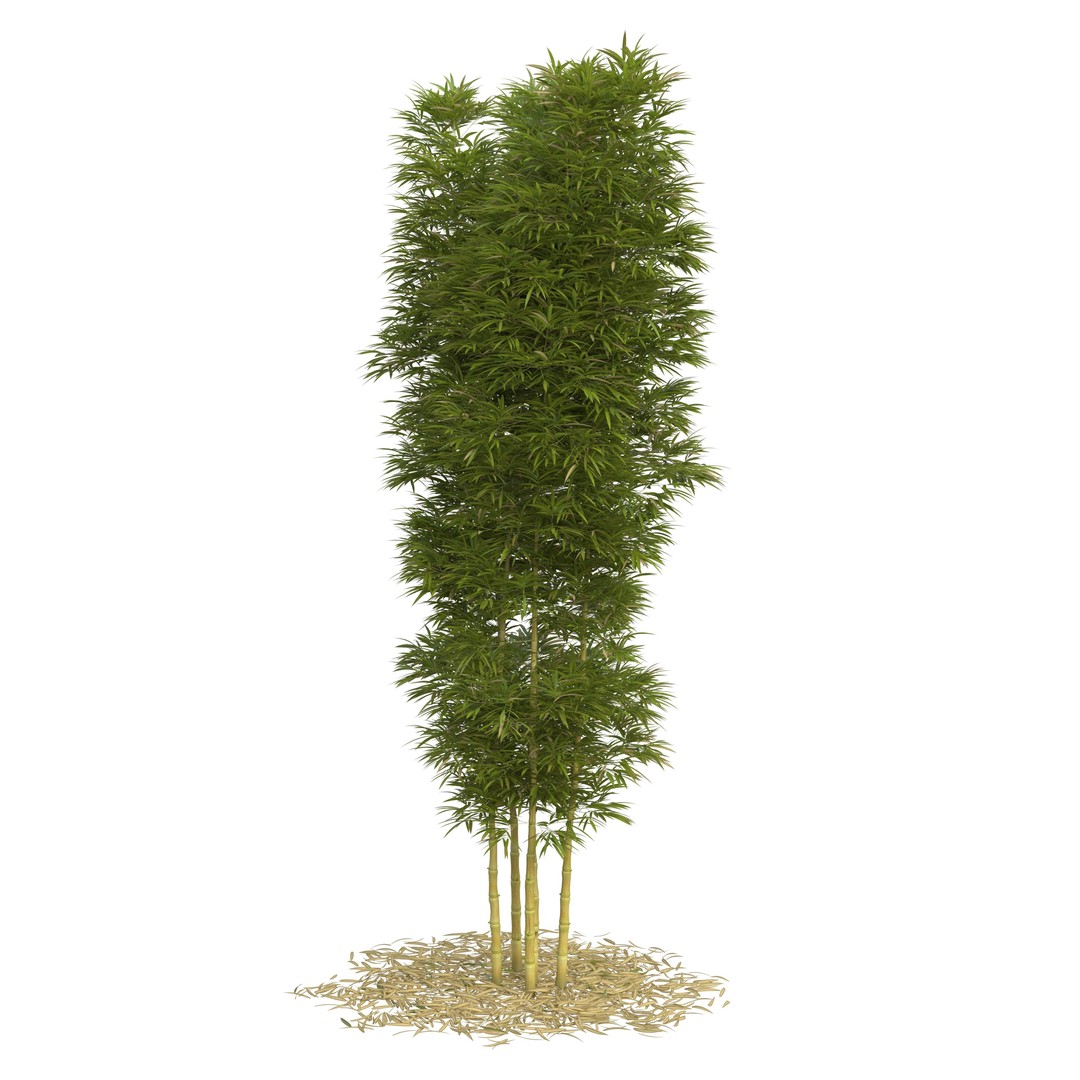 Bamboo Phyllostachys Aurea 3D Model – High Poly Plant Asset, FBX, OBJ - View 36
