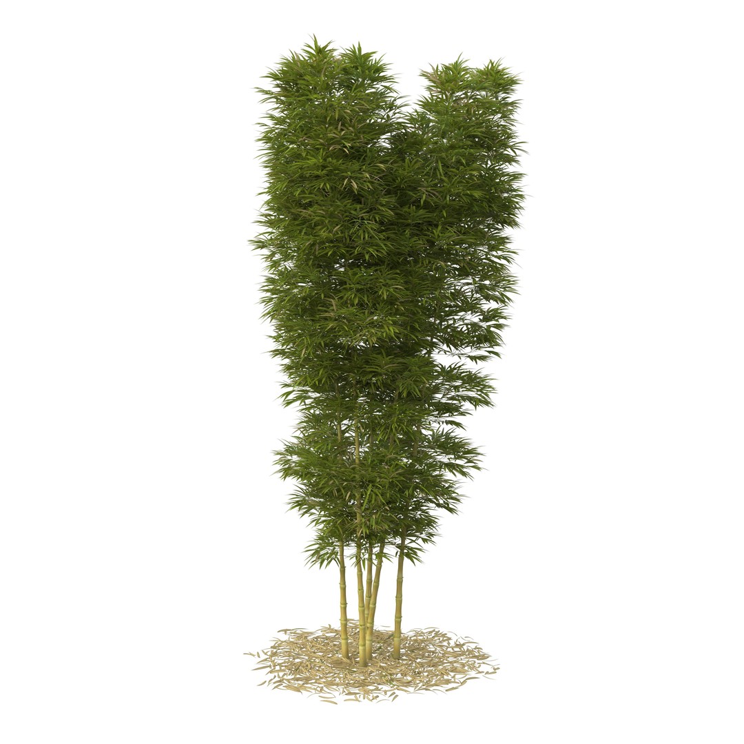 Bamboo Phyllostachys Aurea 3D Model – High Poly Plant Asset, FBX, OBJ - View 37
