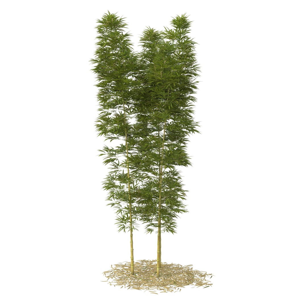 Bamboo Phyllostachys Aurea 3D Model – High Poly Plant Asset, FBX, OBJ - View 39