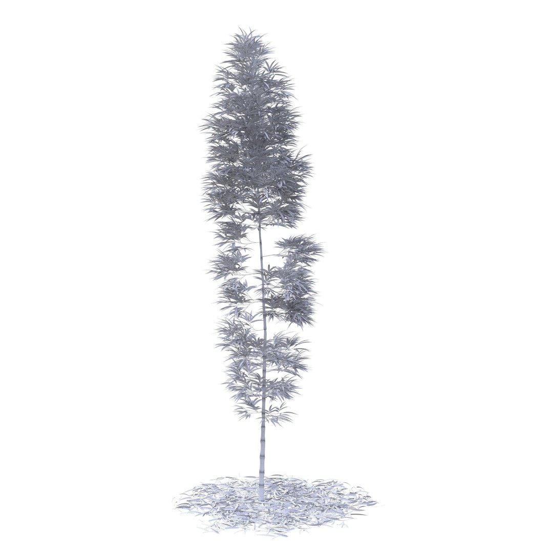 Bamboo Phyllostachys Aurea 3D Model – High Poly Plant Asset, FBX, OBJ - View 45