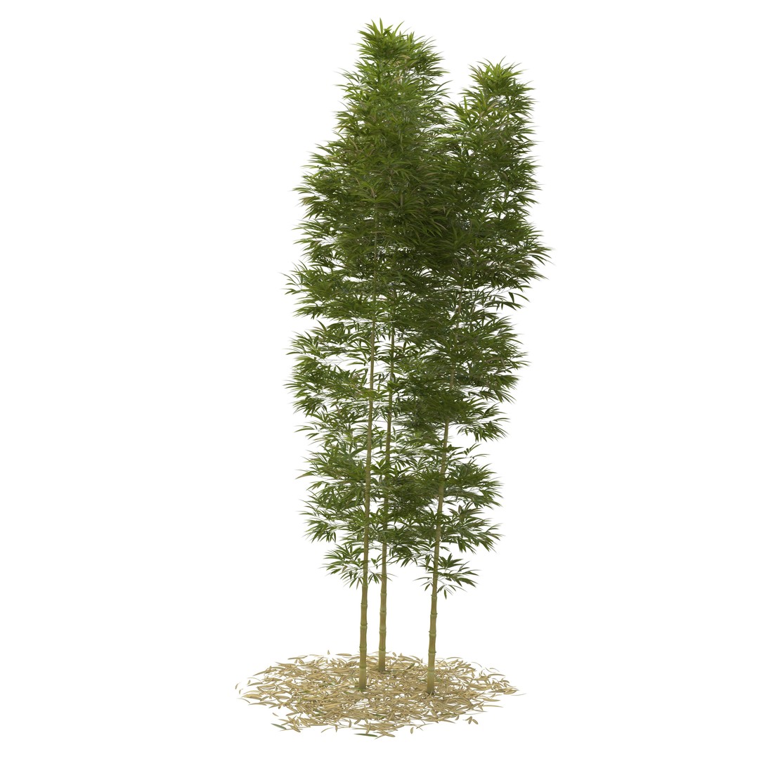 Bamboo Phyllostachys Aurea 3D Model – High Poly Plant Asset, FBX, OBJ - View 46