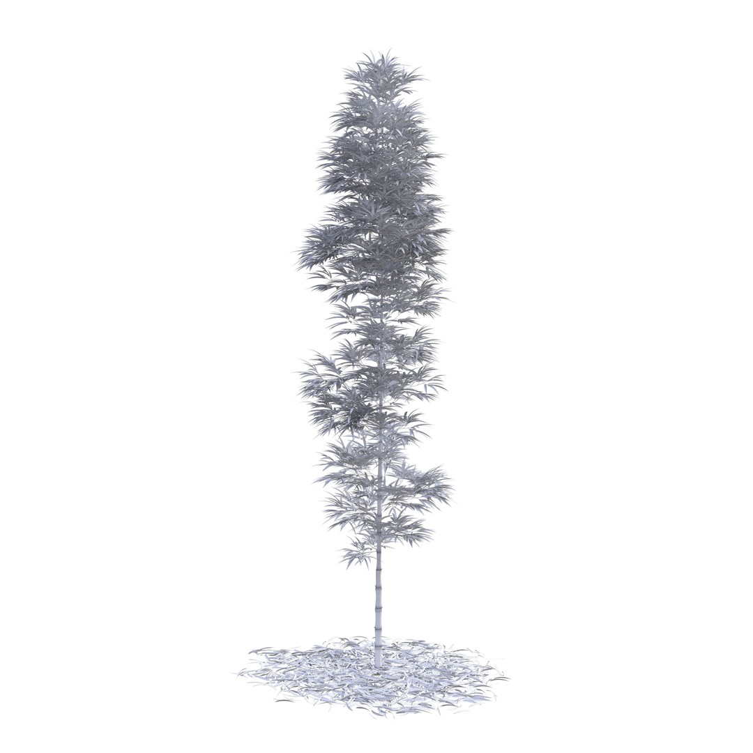 Bamboo Phyllostachys Aurea 3D Model – High Poly Plant Asset, FBX, OBJ - View 5