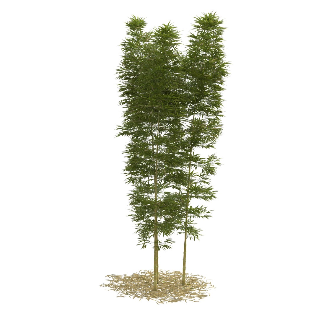 Bamboo Phyllostachys Aurea 3D Model – High Poly Plant Asset, FBX, OBJ - View 7