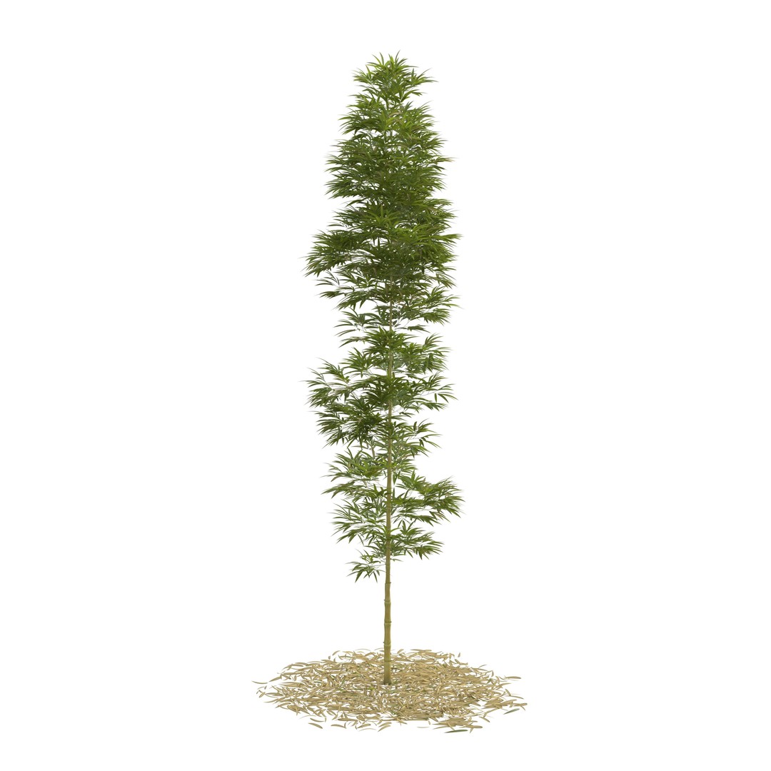 Bamboo Phyllostachys Aurea 3D Model – High Poly Plant Asset, FBX, OBJ - View 8