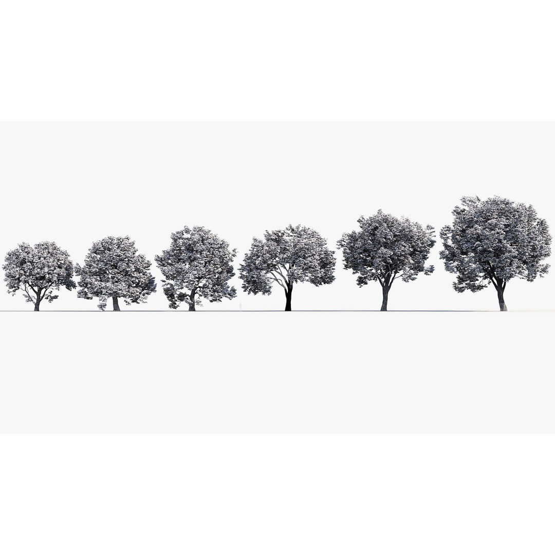 Sycamore Maple 3D Model – Detailed PBR Asset, FBX, OBJ - View 10
