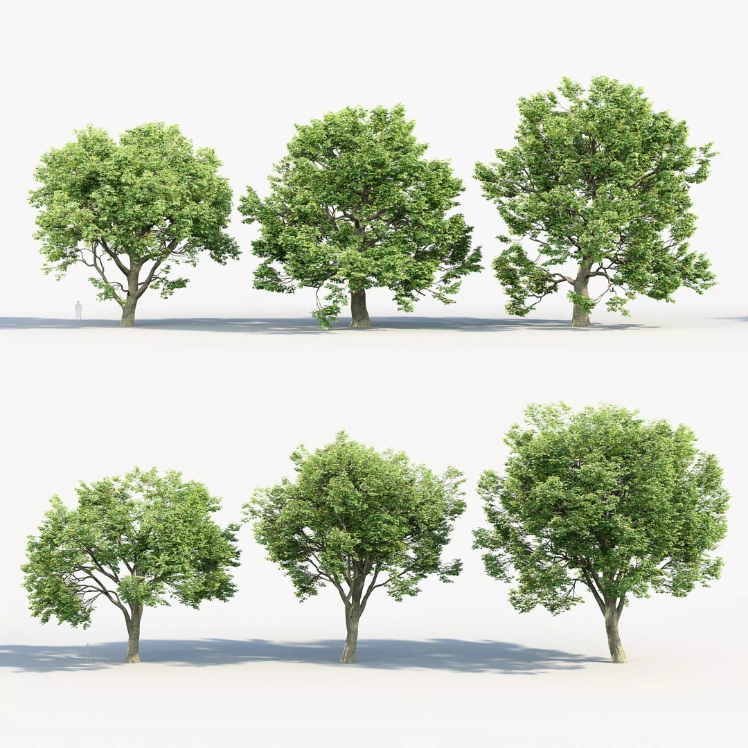 Sycamore Maple 3D Model – Detailed PBR Asset, FBX, OBJ - View 2