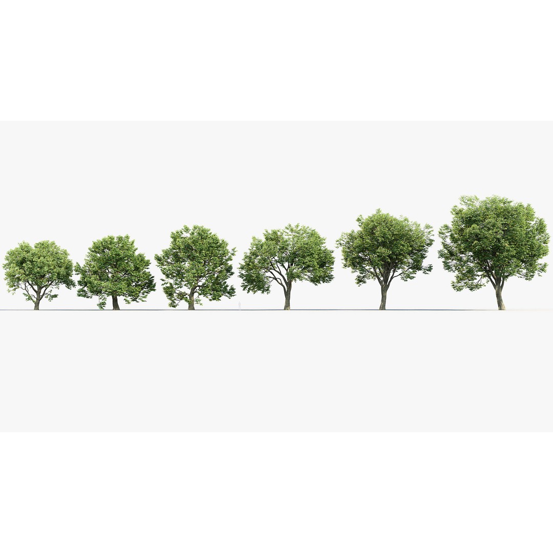Sycamore Maple 3D Model – Detailed PBR Asset, FBX, OBJ - View 3