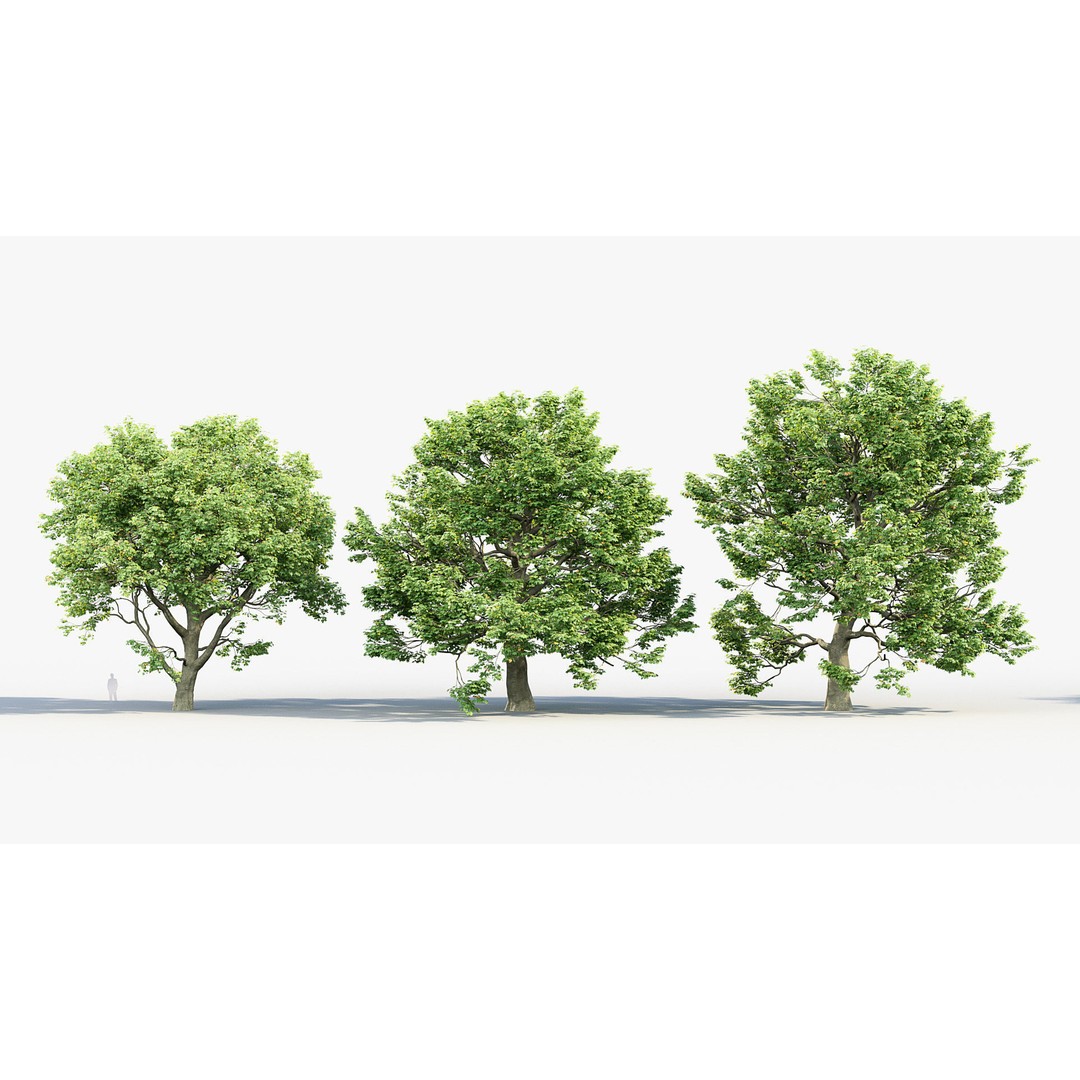 Sycamore Maple 3D Model – Detailed PBR Asset, FBX, OBJ - View 4