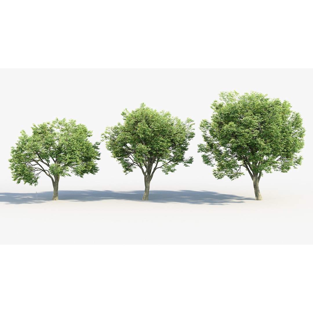 Sycamore Maple 3D Model – Detailed PBR Asset, FBX, OBJ - View 5