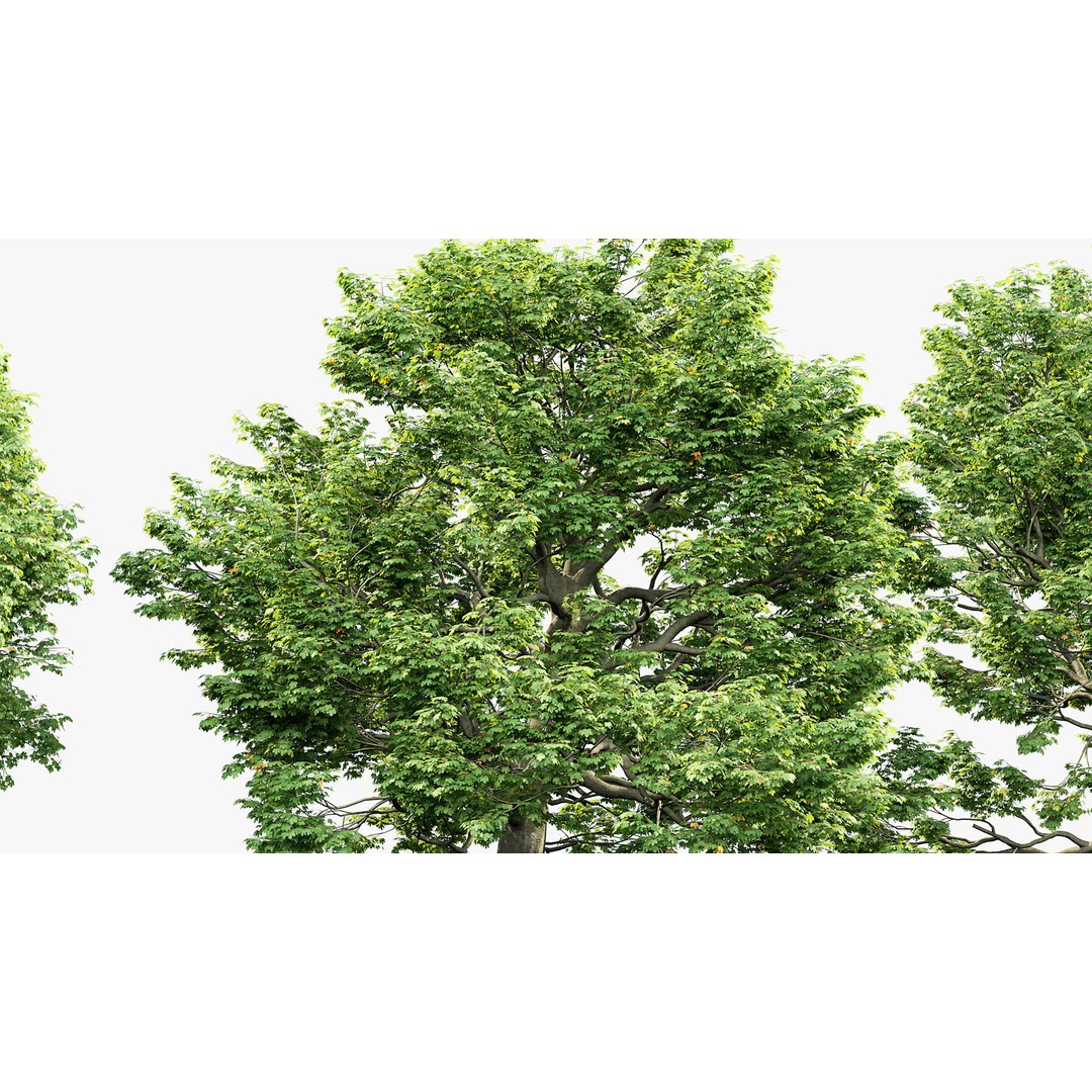 Sycamore Maple 3D Model – Detailed PBR Asset, FBX, OBJ - View 6