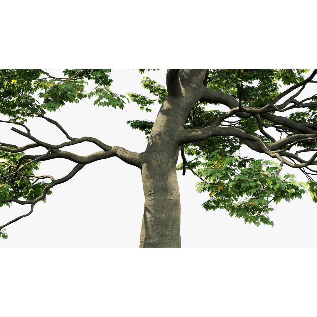 Sycamore Maple 3D Model – Detailed PBR Asset, FBX, OBJ - View 7
