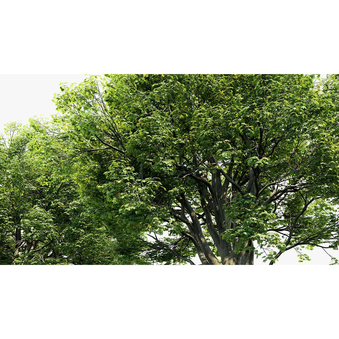 Sycamore Maple 3D Model – Detailed PBR Asset, FBX, OBJ - View 8