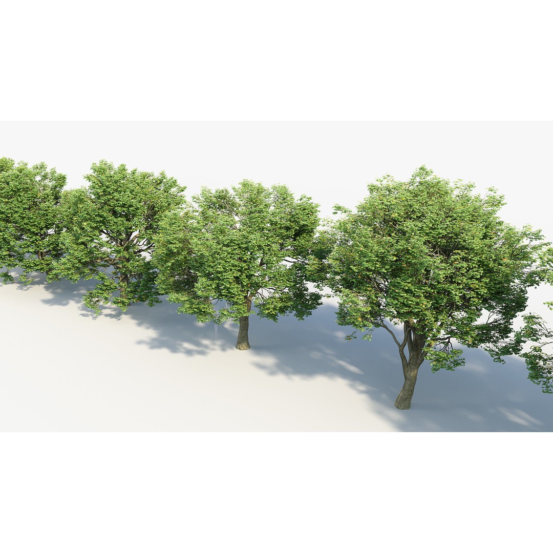 Sycamore Maple 3D Model – Detailed PBR Asset, FBX, OBJ - View 9