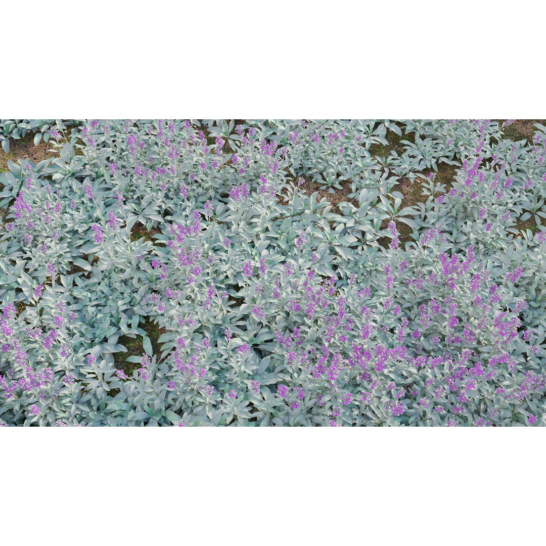 Stachys Byzantina 3D Model – PBR Plant Asset, FBX Format