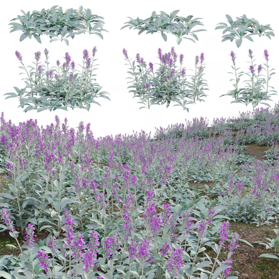 Stachys Byzantina 3D Model – PBR Plant Asset, FBX Format - View 2