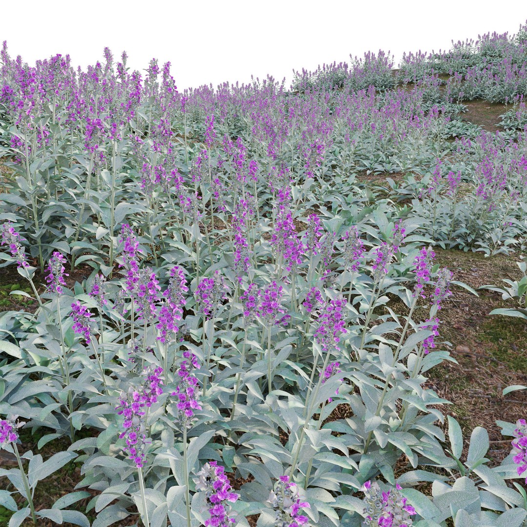 Stachys Byzantina 3D Model – PBR Plant Asset, FBX Format - View 3