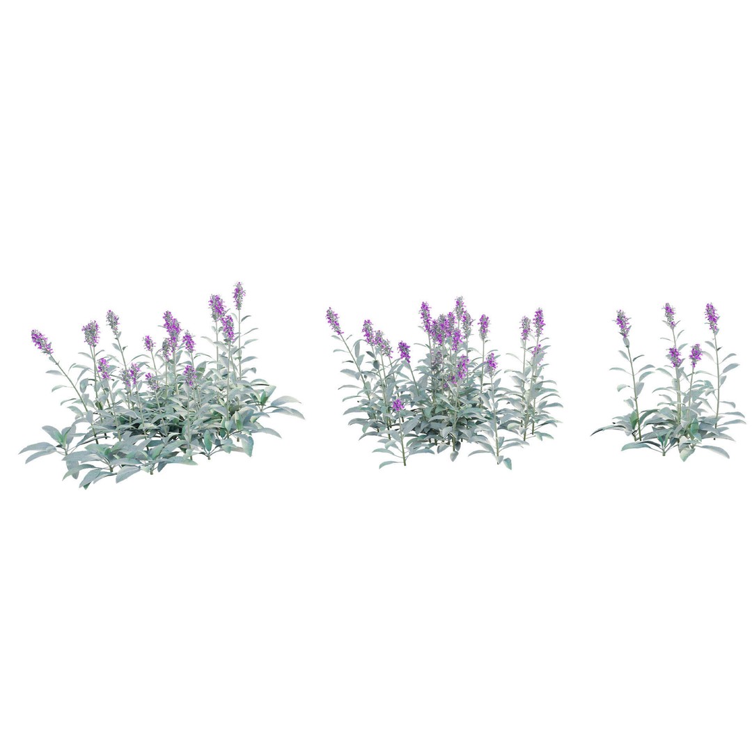 Stachys Byzantina 3D Model – PBR Plant Asset, FBX Format - View 6