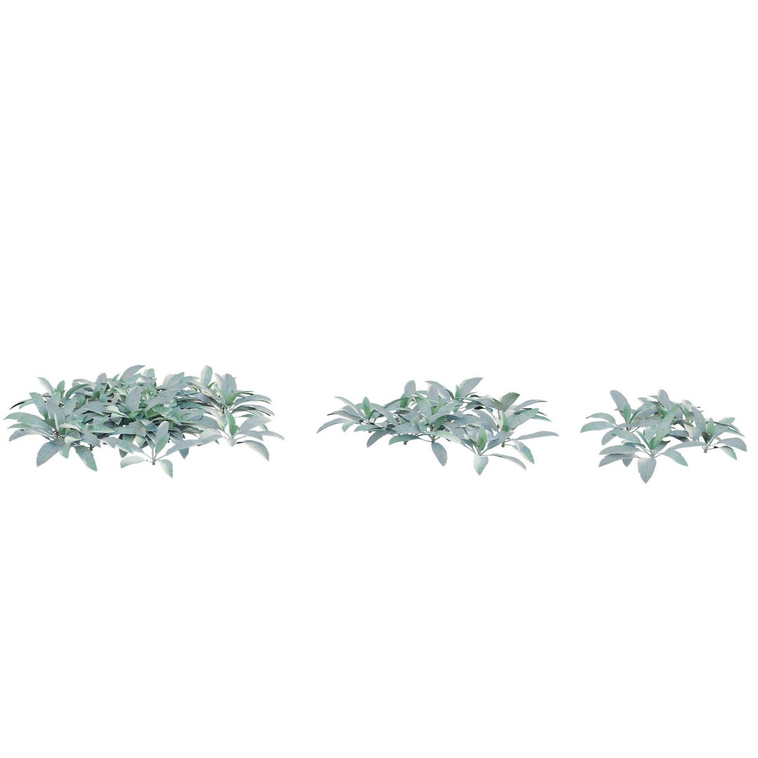 Stachys Byzantina 3D Model – PBR Plant Asset, FBX Format - View 7