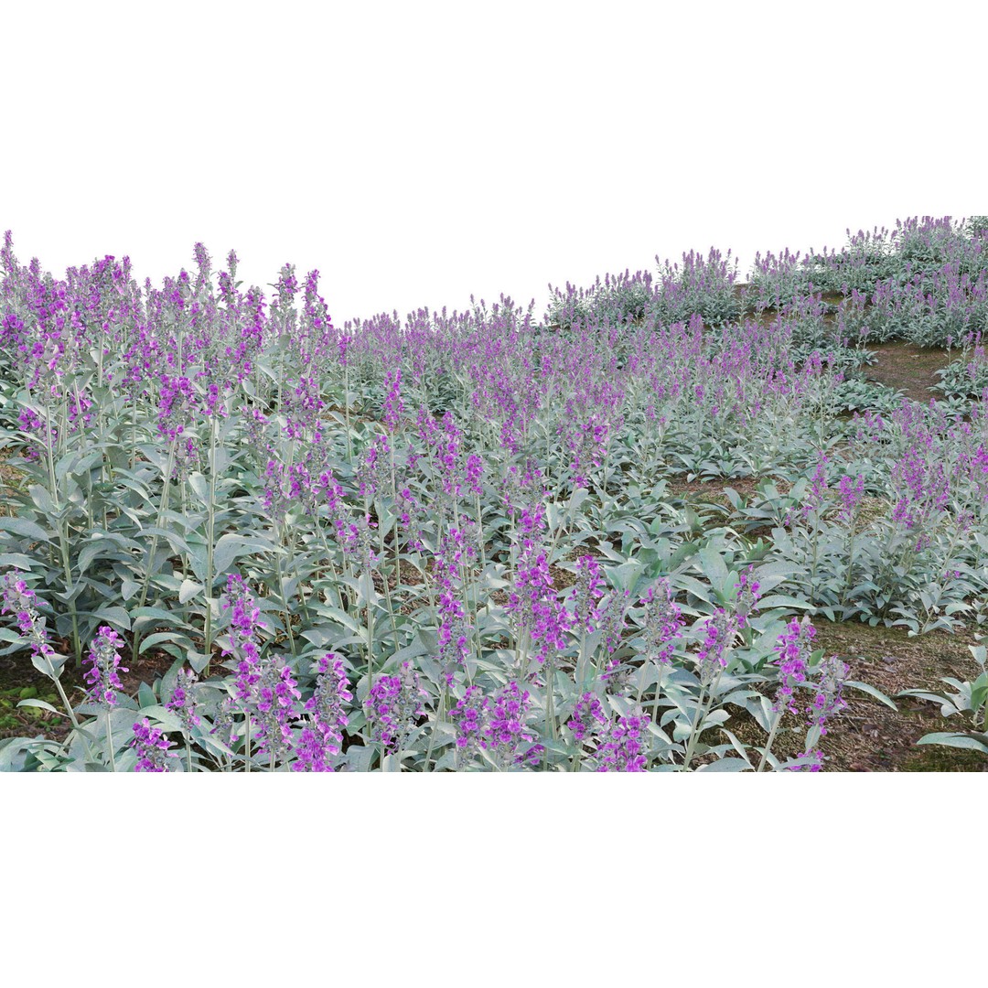 Stachys Byzantina 3D Model – PBR Plant Asset, FBX Format - View 8