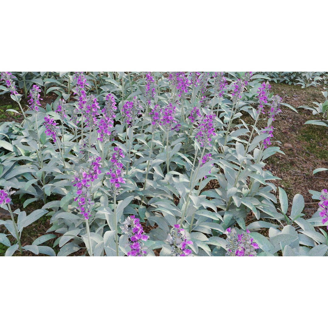 Stachys Byzantina 3D Model – PBR Plant Asset, FBX Format - View 9