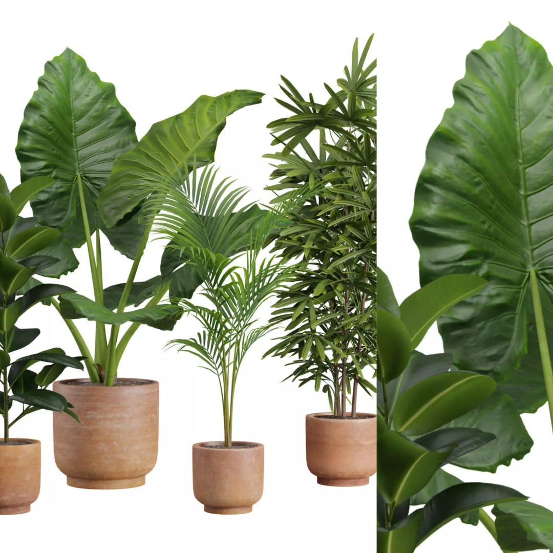 Indoor Plants 3D Model – Exotic Potted Plants, FBX, Blender - View 2