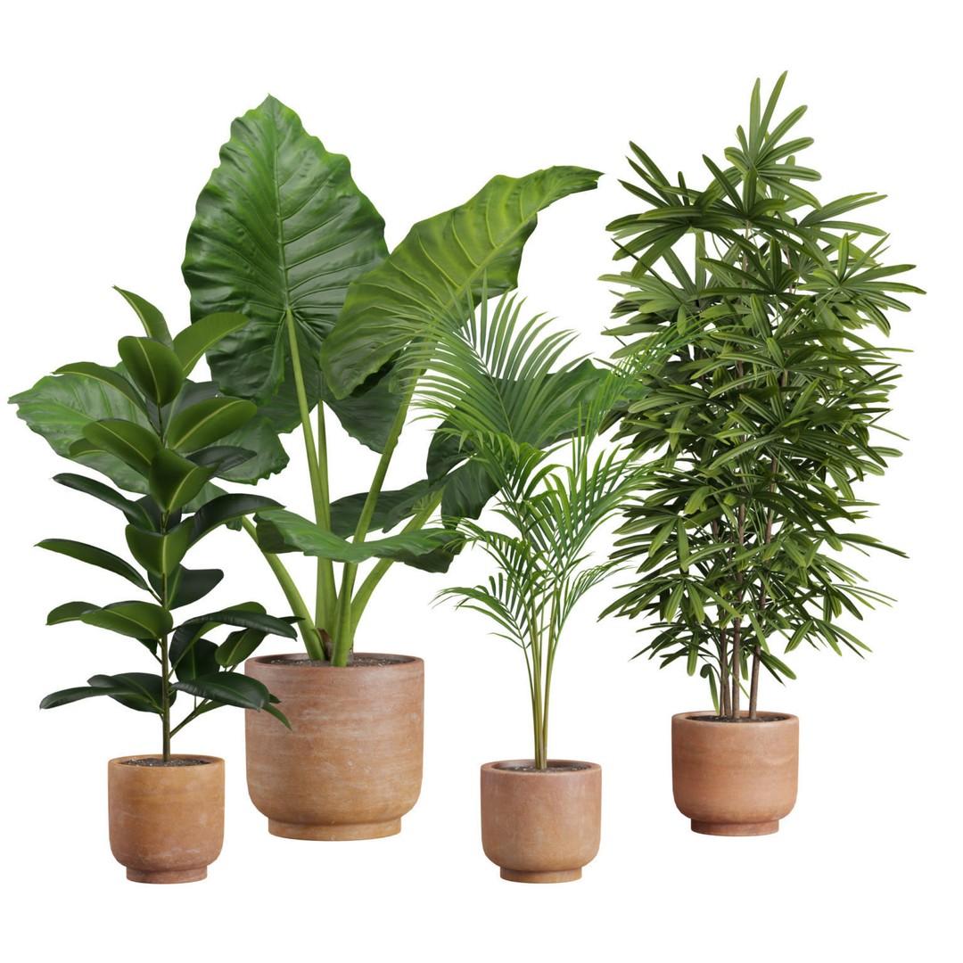 Indoor Plants 3D Model – Exotic Potted Plants, FBX, Blender - View 3