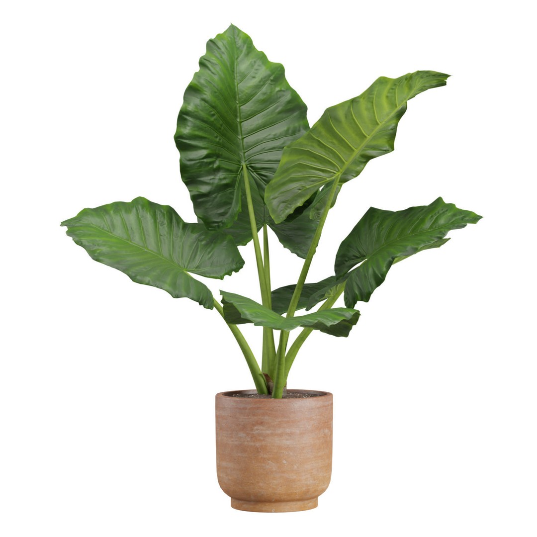Indoor Plants 3D Model – Exotic Potted Plants, FBX, Blender - View 5