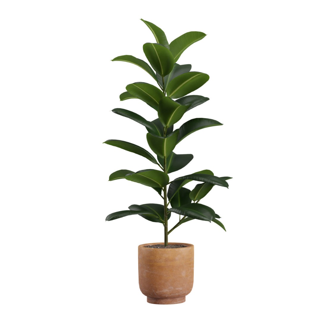 Indoor Plants 3D Model – Exotic Potted Plants, FBX, Blender - View 7